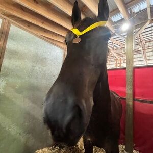 Meet your Posher, Lia